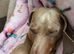 Male 4 year old miniature Dachshund