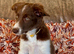 Stunning Red/ white border collie pups