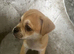Puma pug for sale