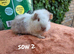 Beautiful female guinea pigs
