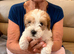 adorable mixed breed litter