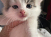 Kittens ready in 2 weeks