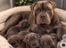 8 ABKC REGISTERED POCKET BULLYS