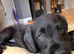 Premium - Health Checked Labradoodle Girls available 1 available for reservation