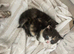 BSH KITTENS READY NOW