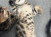 Kittens ready now