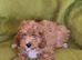 Beautiful Cavapoo Puppies