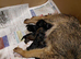 Female border terrier pup
