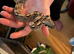 Baby boa constrictor