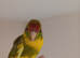 Kakariki - Hand Tame - Baby Kakarikis