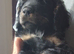ADORABLE YANKEE DOODLES AMERICAN COCKER X TOY POODLE
