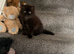 Registered Pedigree persian kittens