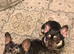 French bulldogs