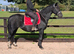 Roxy Registered Hackney Ride & Drive mare
