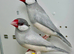 Proven pair of silver java sparrow for sale