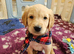 Ready Now! Stunning KC reg golden retriever pups