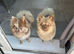 2 stunning female f3b pomskys