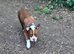 Staff cross pup