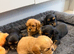 Wonderful litter of kc registered cavalier King Charles