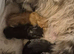Pure Maine coon kittens