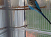 Bonded pair of budgies