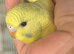 2 hand tame baby budgies