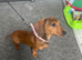stunning dachshund girls