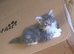 Maine Coon female kitten