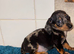 Dapple dachshund