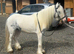 Peanuts lovely quiet lead rein pony