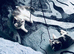 Two kittens both female to go together