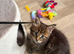 Maine Coon Registered TICA
