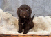 Beautiful F1 Cavapoo Puppies