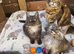 Maine Doll kittens Maine Coon x Ragdoll