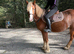Roo 13.2hh Cob Cross Mare, 3 Years Old
