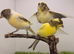 x3 harlequin hens canary&rsquo;s fit and healthy birds
