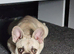 Cream female French bulldog