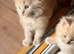 Stunning Maine coons