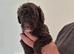 Beautiful cockapoo puppies for sale