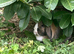 Female for rehoming