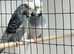 Breeding pair