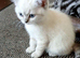 Bsh X Scotish straight kittens. Microchipped.