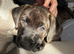 Staffie x Plott hound
