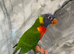 Ready Now Baby Handreared RainBow Lorikeet
