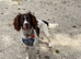 Springer Spaniel