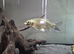 Beautiful fish free to good home.