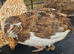 Jumbo Coturnix Japanese Italian English quails and also fertile eggs for sale !