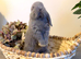 Friendliest MiniLop babies ready now