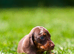 Quality boys and girls miniature Kc reg