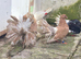 Beautiful Fantail pigeons